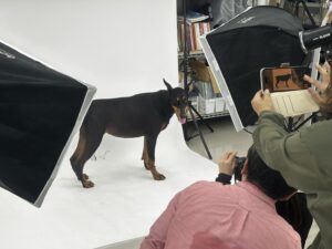 エムドッグス,動物プロダクション,ペットモデル,ペットタレント,モデル犬,タレント犬,宣材写真
