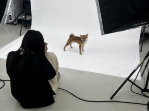 エムドッグス,動物プロダクション,ペットモデル,ペットタレント,モデル犬,タレント犬,宣材写真