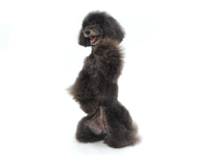 エムドッグス,動物プロダクション,ペットモデル,モデル犬,タレント犬,トイプードル,黒太,くろた