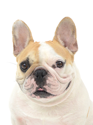 エムドッグス,動物プロダクション,ペットモデル,モデル犬,タレント犬,フレンチブルドッグ,ロンさん