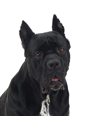 エムドッグス,動物プロダクション,ペットモデル,モデル犬,タレント犬,カネコルソ,Lei,レイ