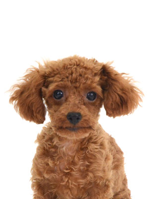 エムドッグス,動物プロダクション,ペットモデル,モデル犬,タレント犬,トイプードル,ローズ
