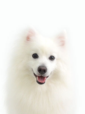 エムドッグス,動物プロダクション,ペットモデル,モデル犬,タレント犬,日本スピッツ,ごえもん