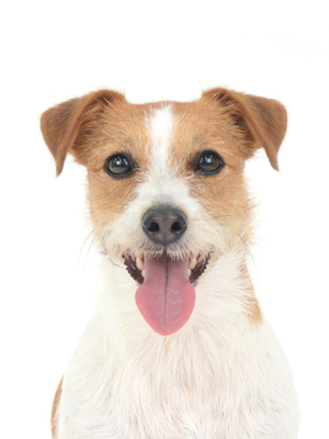 エムドッグス,動物プロダクション,ペットモデル,モデル犬,タレント犬,ジャックラッセルテリア,タン