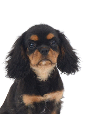 エムドッグス,動物プロダクション,ペットモデル,モデル犬,タレント犬,キャバリア,縫,ぬい