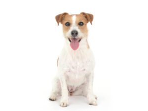 エムドッグス,動物プロダクション,ペットモデル,モデル犬,タレント犬,ジャックラッセルテリア,タン
