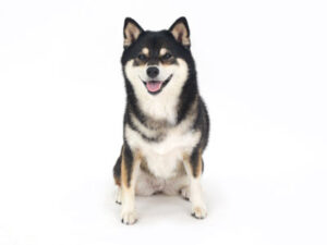 動物プロダクション,ペットモデル,ペットタレント,モデル犬,タレント犬,柴犬.うめ