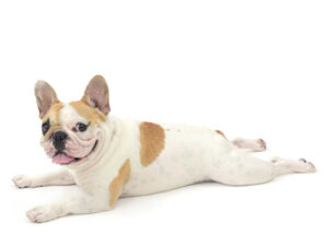 エムドッグス,動物プロダクション,ペットモデル,モデル犬,タレント犬,フレンチブルドッグ,ロンさん