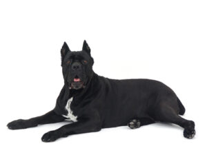 エムドッグス,動物プロダクション,ペットモデル,モデル犬,タレント犬,カネコルソ,Lei,レイ