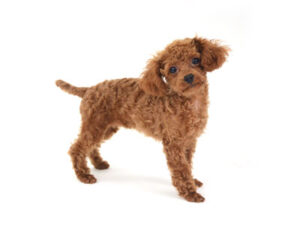 エムドッグス,動物プロダクション,ペットモデル,モデル犬,タレント犬,トイプードル,ローズ