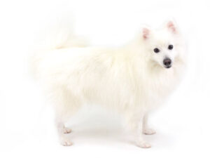 エムドッグス,動物プロダクション,ペットモデル,モデル犬,タレント犬,日本スピッツ,ごえもん