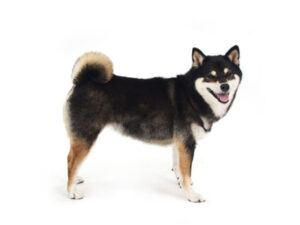 動物プロダクション,ペットモデル,ペットタレント,モデル犬,タレント犬,柴犬.うめ