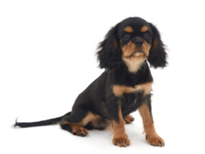 エムドッグス,動物プロダクション,ペットモデル,モデル犬,タレント犬,キャバリア,縫,ぬい