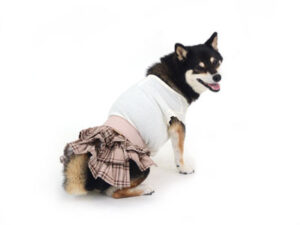 動物プロダクション,ペットモデル,ペットタレント,モデル犬,タレント犬,柴犬.うめ