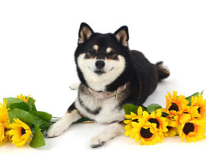 動物プロダクション,ペットモデル,ペットタレント,モデル犬,タレント犬,柴犬.うめ