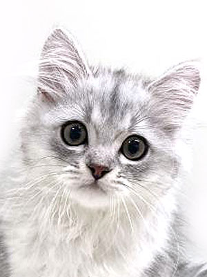 エムドッグス,動物プロダクション,ペットモデル,モデル猫,タレント猫,ミヌエット,子猫