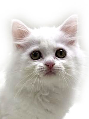 エムドッグス,動物プロダクション,ペットモデル,モデル猫,タレント猫,ミヌエット,子猫