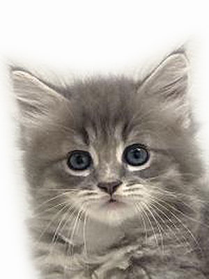 エムドッグス,動物プロダクション,ペットモデル,モデル猫,タレント猫,サイベリアン,子猫