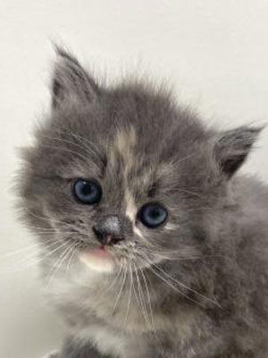 エムドッグス,動物プロダクション,ペットモデル,モデル猫,タレント猫,サイベリアン,子猫