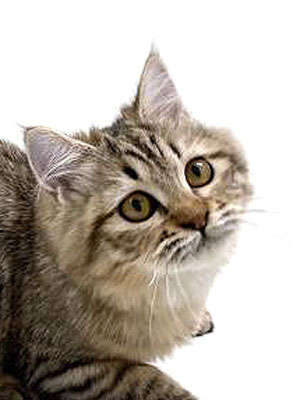 エムドッグス,動物プロダクション,ペットモデル,モデル猫,タレント猫,サイベリアン,子猫