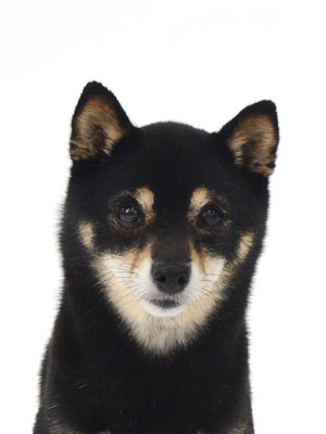 エムドッグス,動物プロダクション,ペットモデル,ペットタレント,モデル犬,タレント犬,柴犬,あずき