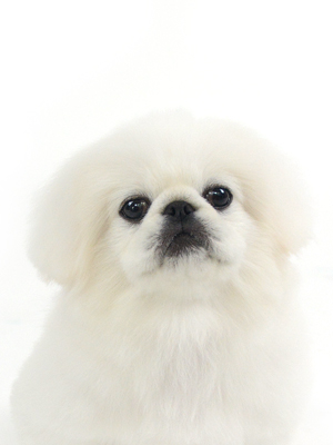 エムドッグス,動物プロダクション,ペットモデル,モデル犬,タレント犬,ペキニーズ,ポム