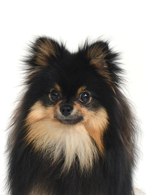 エムドッグス,動物プロダクション,ペットモデル,モデル犬,タレント犬,ポメラニアン,りと