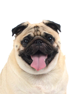 エムドッグス,動物プロダクション,ペットモデル,モデル犬,タレント犬,パグ,シルビィー