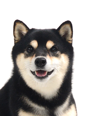 エムドッグス,動物プロダクション,ペットモデル,モデル犬,タレント犬,柴犬,ひじき