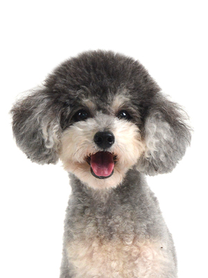 エムドッグス,動物プロダクション,ペットモデル,モデル犬,タレント犬,トイプードル,ポポ