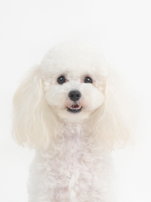 エムドッグス,動物プロダクション,ペットモデル,モデル犬,タレント犬,トイプードル,ムギ