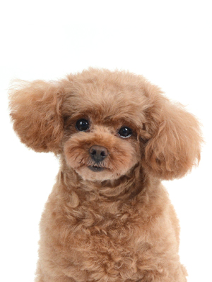 エムドッグス,動物プロダクション,ペットモデル,モデル犬,タレント犬,トイプードル,テディ