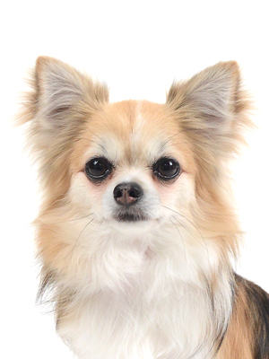 エムドッグス,動物プロダクション,ペットモデル,モデル犬,タレント犬,チワワ,小豆,あずき