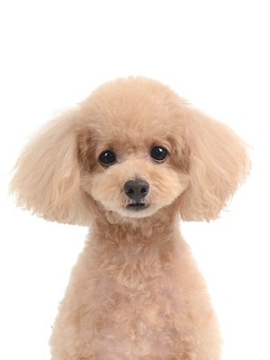 エムドッグス,動物プロダクション,ペットモデル,モデル犬,タレント犬,MIX犬,花梨,かりん