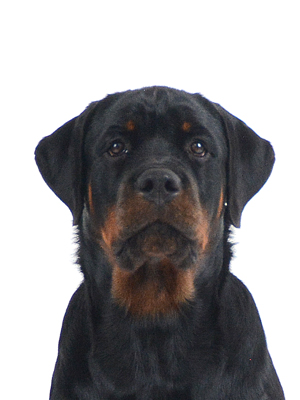 エムドッグス,動物プロダクション,ペットモデル,モデル犬,タレント犬,ロットワイラー,カルラ