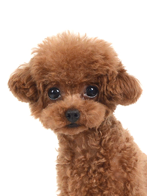 エムドッグス,動物プロダクション,ペットモデル,モデル犬,タレント犬,トイプードル,あお