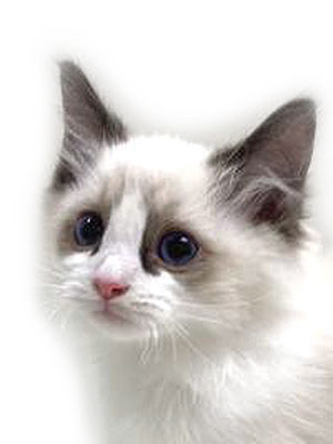 エムドッグス,動物プロダクション,ペットモデル,モデル猫,タレント猫,ラグドール,子猫