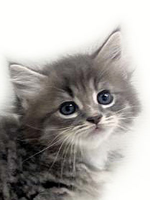 エムドッグス,動物プロダクション,ペットモデル,モデル猫,タレント猫,サイベリアン,子猫