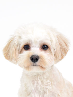 エムドッグス,動物プロダクション,ペットモデル,モデル犬,タレント犬,MIX犬,ソフィ