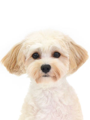 エムドッグス,動物プロダクション,ペットモデル,モデル犬,タレント犬,MIX犬,ソフィ