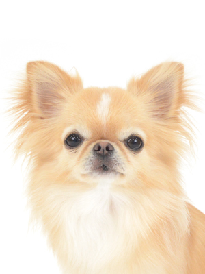 エムドッグス,動物プロダクション,ペットモデル,モデル犬,タレント犬,チワワ,ウイ
