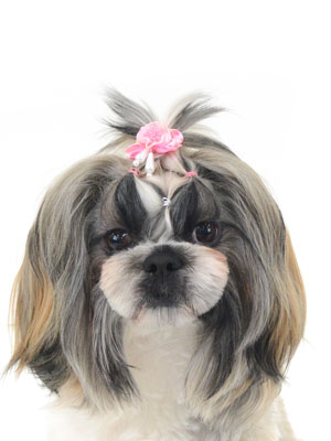 エムドッグス,動物プロダクション,ペットモデル,モデル犬,タレント犬,シーズー,スモア