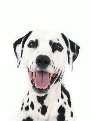 エムドッグス,動物プロダクション,ペットモデル,ペットタレント,モデル犬,タレント犬,ダルメシアン,WILL,ウィル