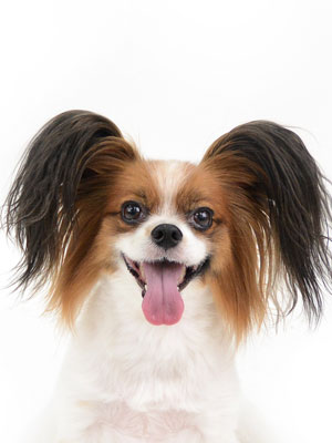 エムドッグス,動物プロダクション,ペットモデル,モデル犬,タレント犬,パピヨン,シエル