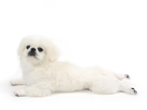 エムドッグス,動物プロダクション,ペットモデル,モデル犬,タレント犬,ペキニーズ,ポム