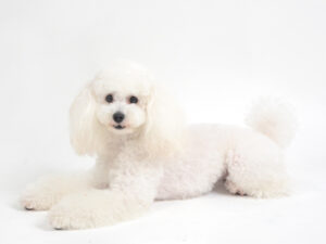 エムドッグス,動物プロダクション,ペットモデル,モデル犬,タレント犬,トイプードル,ムギ