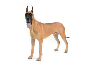 エムドッグス,動物プロダクション,ペットモデル,ペットタレント,モデル犬,タレント犬,グレートデン,KAI,カイ