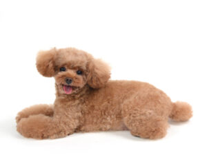 エムドッグス,動物プロダクション,ペットモデル,モデル犬,タレント犬,トイプードル,テディ