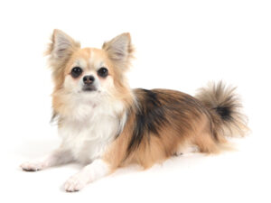 エムドッグス,動物プロダクション,ペットモデル,モデル犬,タレント犬,チワワ,小豆,あずき