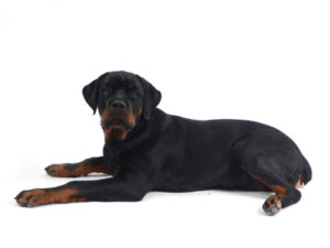 エムドッグス,動物プロダクション,ペットモデル,モデル犬,タレント犬,ロットワイラー,カルラ